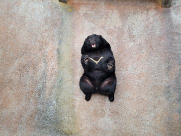 奥飛騨クマ牧場に投稿された画像（2025/4/11）