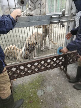 伊豆アニマルキングダムに投稿された画像（2025/4/11）