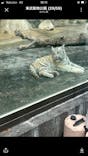 東武動物公園に投稿された画像（2025/4/11）