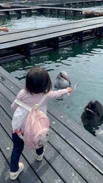 太地町立くじらの博物館に投稿された画像（2025/4/11）