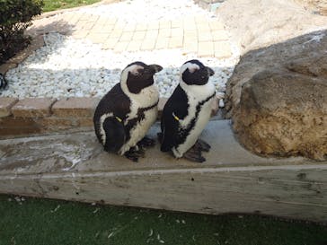 マリンワールド海の中道に投稿された画像（2025/4/11）