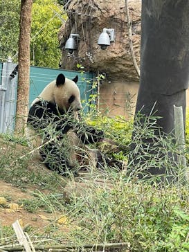 恩賜上野動物園に投稿された画像（2025/4/11）