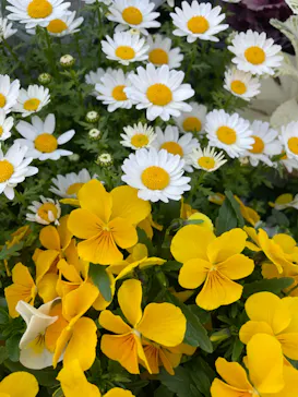 ひらかたパークに投稿された画像（2025/4/11）