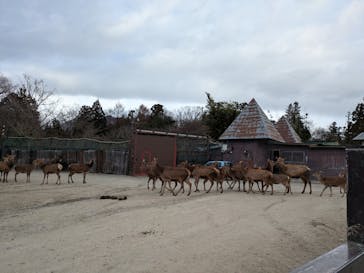 那須サファリパークに投稿された画像（2025/4/11）