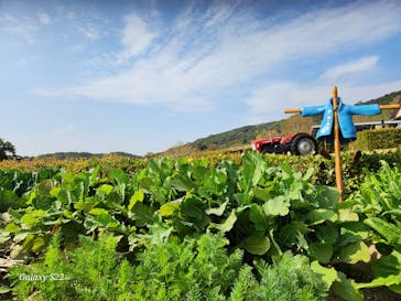 淡路ファームパーク イングランドの丘に投稿された画像（2025/4/11）