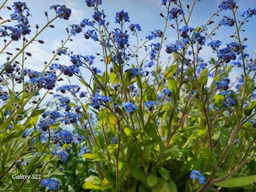 淡路ファームパーク イングランドの丘に投稿された画像（2025/4/11）