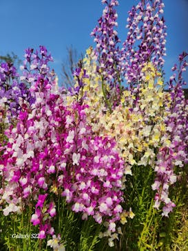 淡路ファームパーク イングランドの丘に投稿された画像（2025/4/11）