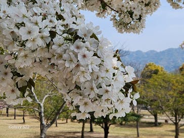 淡路ファームパーク イングランドの丘に投稿された画像（2025/4/11）