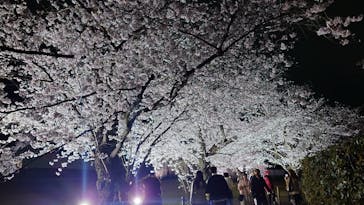 NAKED meets 二条城 2025 観月に投稿された画像（2025/4/11）