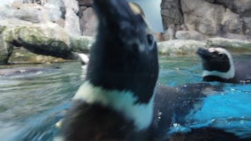 横浜・八景島シーパラダイスに投稿された画像（2025/4/11）