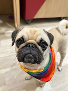 いぬカフェRio 秋葉原店に投稿された画像（2025/4/11）