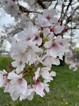 万博記念公園に投稿された画像（2025/4/11）