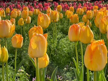 万博記念公園に投稿された画像（2025/4/11）