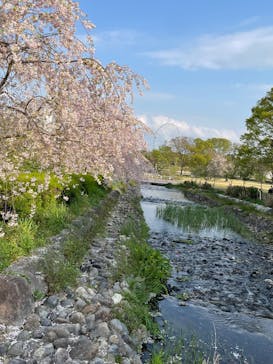 万博記念公園に投稿された画像（2025/4/11）