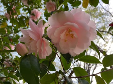 万博記念公園に投稿された画像（2025/4/11）