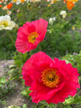 万博記念公園に投稿された画像（2025/4/11）