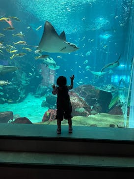 マリンワールド海の中道に投稿された画像（2025/4/11）