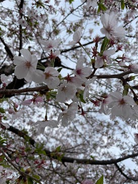 万博記念公園に投稿された画像（2025/4/11）