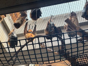 恩賜上野動物園に投稿された画像（2025/4/11）