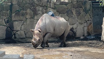 恩賜上野動物園に投稿された画像（2025/4/11）