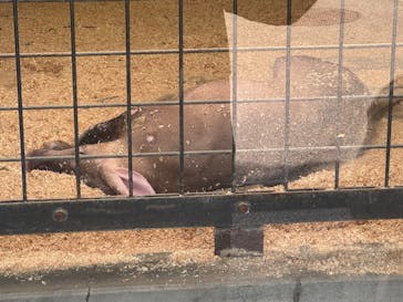 恩賜上野動物園に投稿された画像（2025/4/11）