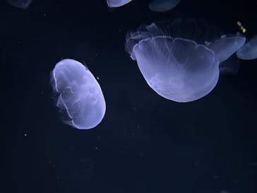 サンシャイン水族館に投稿された画像（2025/4/12）