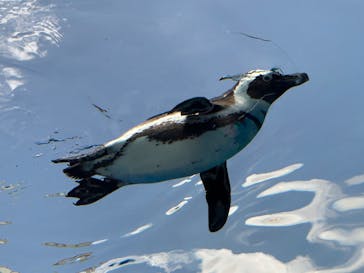 サンシャイン水族館に投稿された画像（2025/4/12）