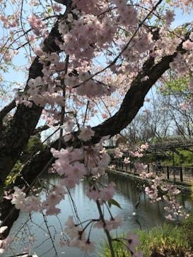 安城産業文化公園デンパークに投稿された画像（2025/4/12）