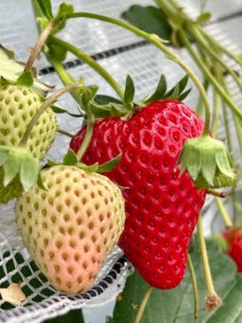 すごう農園直売所ピアッツァに投稿された画像（2025/4/12）