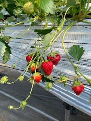 すごう農園直売所ピアッツァに投稿された画像（2025/4/12）