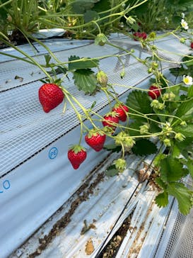 すごう農園直売所ピアッツァに投稿された画像（2025/4/12）