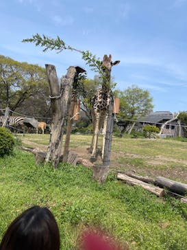 天王寺動物園に投稿された画像（2025/4/12）