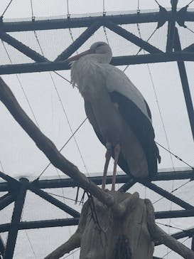 天王寺動物園に投稿された画像（2025/4/12）