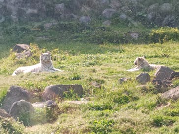 伊豆アニマルキングダムに投稿された画像（2025/4/12）