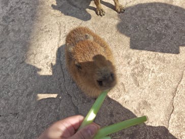 伊豆アニマルキングダムに投稿された画像（2025/4/12）