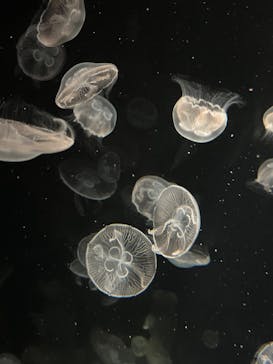 環境水族館アクアマリンふくしまに投稿された画像（2025/4/12）