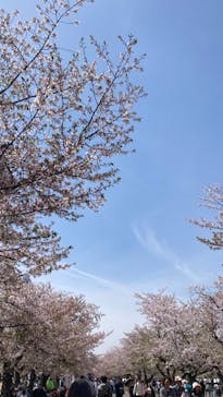 万博記念公園に投稿された画像（2025/4/12）