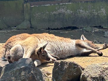 伊豆シャボテン動物公園に投稿された画像（2025/4/12）