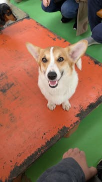 つくばわんわんランドに投稿された画像（2025/4/12）