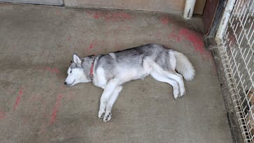 つくばわんわんランドに投稿された画像（2025/4/12）