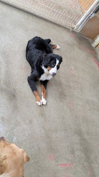 つくばわんわんランドに投稿された画像（2025/4/12）