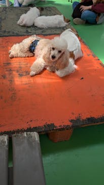 つくばわんわんランドに投稿された画像（2025/4/12）