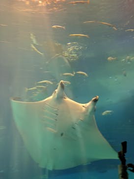 沖縄美ら海水族館に投稿された画像（2025/4/12）