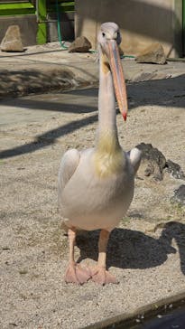 東武動物公園に投稿された画像（2025/4/12）
