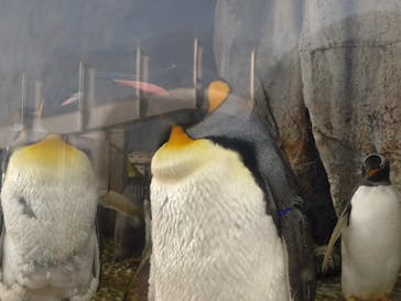 仙台うみの杜水族館に投稿された画像（2025/4/12）