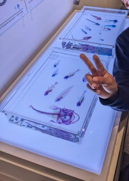 新世界『透明標本』展 ＠北九州市科学館に投稿された画像（2025/4/12）