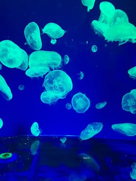 名古屋港水族館に投稿された画像（2025/4/12）