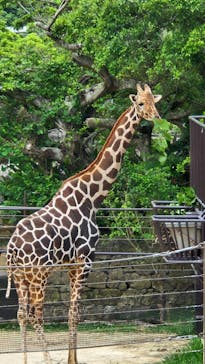 沖縄こどもの国に投稿された画像（2025/4/12）