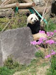 恩賜上野動物園に投稿された画像（2025/4/12）