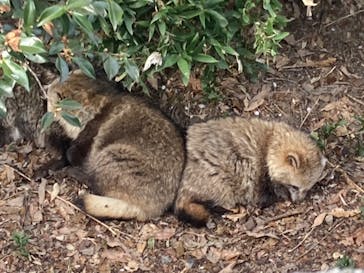 名古屋市東山動植物園に投稿された画像（2025/4/12）